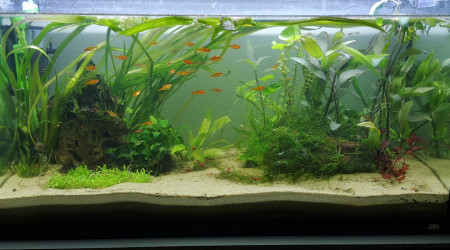 aquarium 96l communautaire