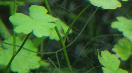 Premières petites red cherry dans le bac à crevettes !!