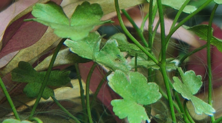 Premières petites red cherry dans le bac à crevettes !!