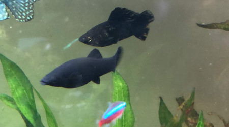 Les parents des  12 bébés  mollies