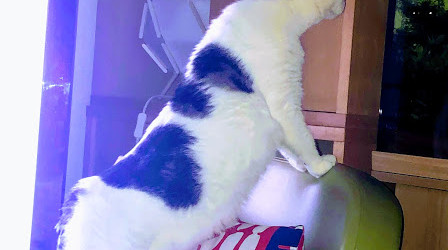 Clara adore ses poissons