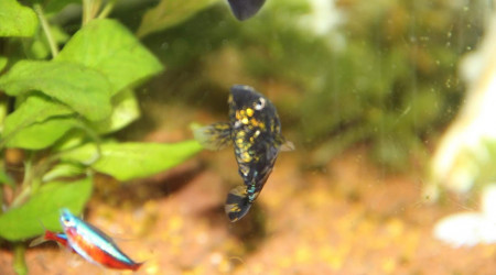 iris le père de mes bébés molly