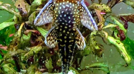 Marius le père des 8 bébés Ancistrus nés en septembre 2019