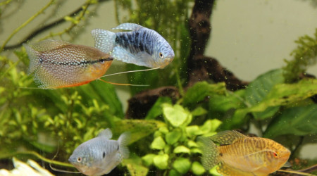 les 4 mousquetaires Dartagnan Athos Portos et Aramis