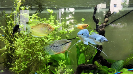 les mousquetaires au complet