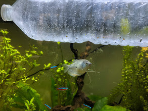 canicule de juillet 2019