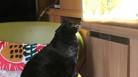 Zorro  : petits petits venez voir mère grand avec ses grandes dents