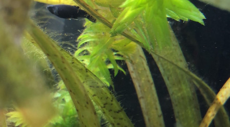 bebes mollies  2 mois et demi