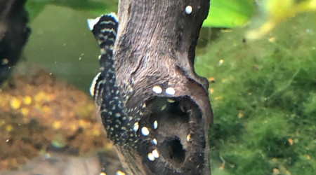 un des 8 bebes ancistrus né le 1 sept 2019