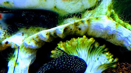 C'est bon les brocolis!