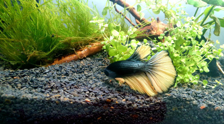 aquarium Georges- Betta splendens