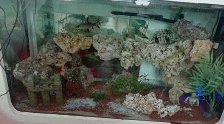aquarium Aquarium