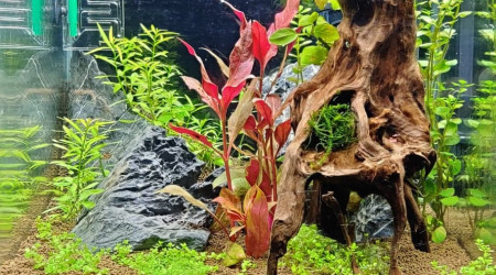 aquarium nano 30 L