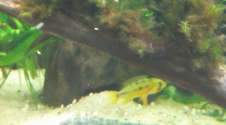 Femelle Hongsloi en robe nuptiale