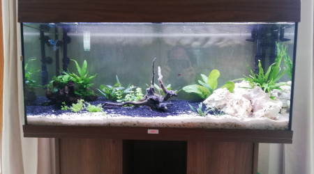 aquarium Biotope amazonien