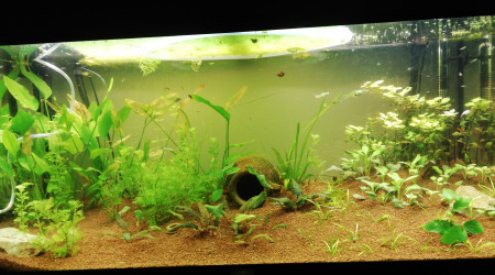 aquarium Juwel 180