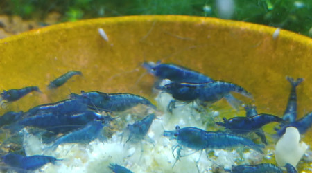 aquarium Bac Blue Saphir