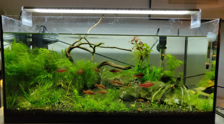 aquarium 54L biotope asiatique