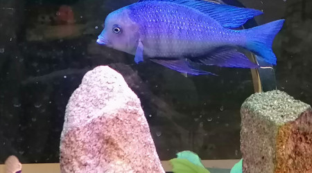 Mâle cyrtocara moori