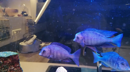 Trio 1/2 cyrtocara moori