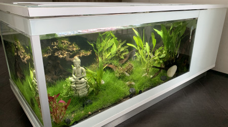 aquarium Axolotle