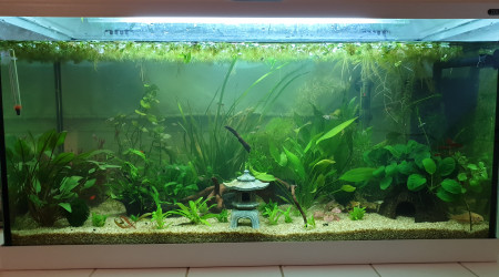 aquarium Aquarium 80L