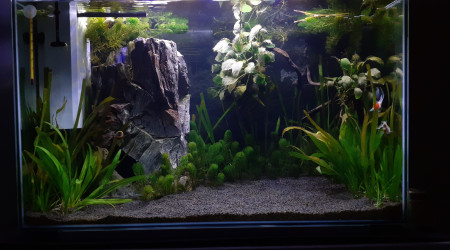 Bac poisson japonais