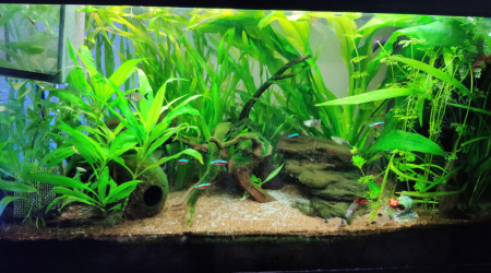 aquarium Juwel Rio 125L