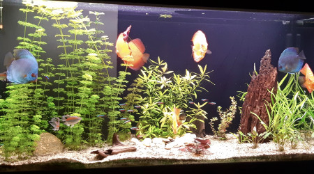 aquarium biotope amazonien