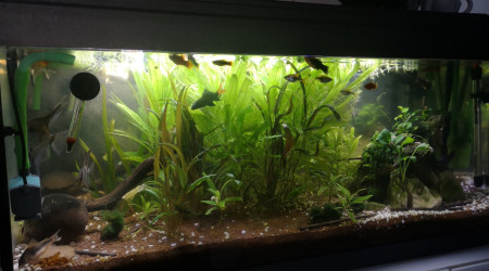 aquarium Le mix