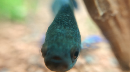 C'est moi que tu regardes?