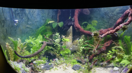 aquarium Trigon 190