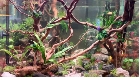 aquarium Forêt enchantée