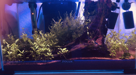 aquarium 20litres blue velvet