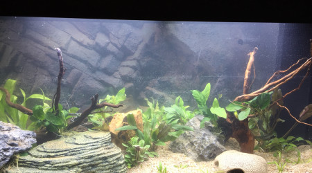 aquarium aquarium 120