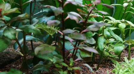 Ludwigia mini super red