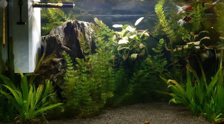 Mes 2 loulous, ça pousse :D