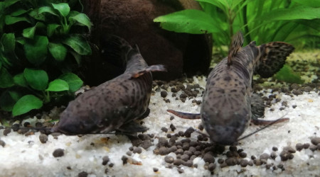 Couple hoplosternum thoracatum