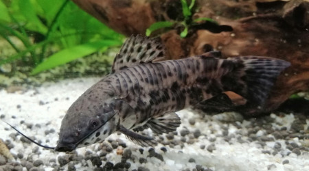 Femelle hoplosternum thoracatum