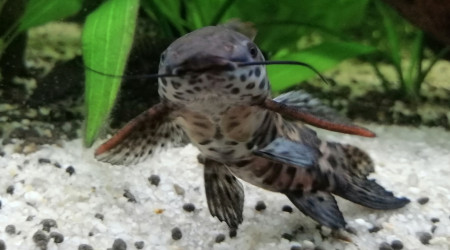 Mâle hoplosternum thoracatum