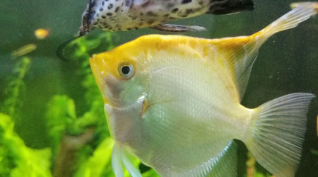 Pterophyllum scalare