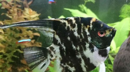 Pterophyllum scalare