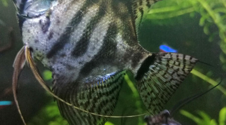 Pterophyllum scalare