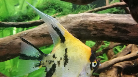 Pterophyllum scalare