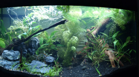 Flottantes et limnophilia pour éviter les algues, carnage chez les crypto qui ont fondu