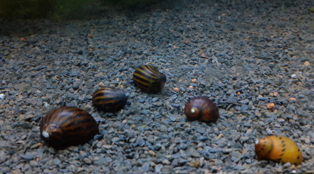 Encore des nouveaux copains à la maison !