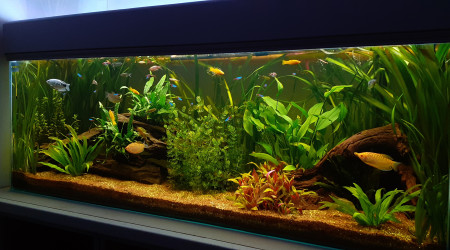 aquarium Bac communautaire 450l