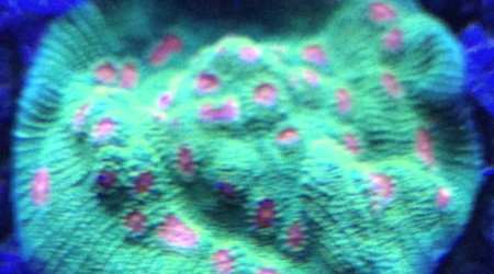 Echinophyllia sp. Mummy Eye Chalice