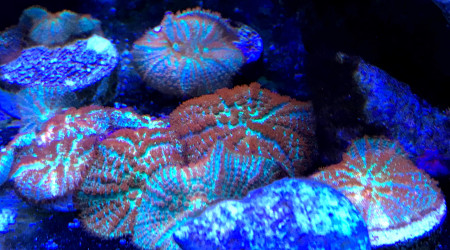 Rhodactis sp. | Forest Fire