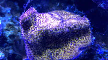 Litophyllon sp. | CB Hell’s Gate Litho